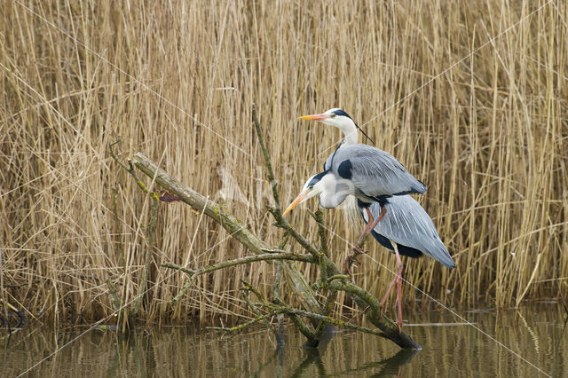 Grey Heron (Ardea cinerea)