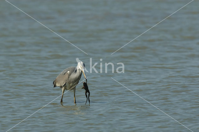 Blauwe Reiger (Ardea cinerea)