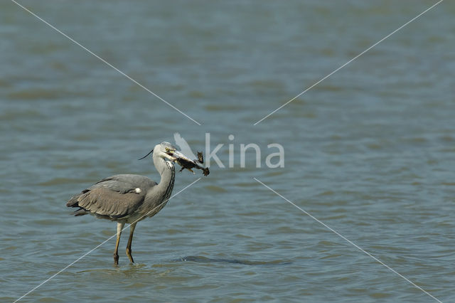 Blauwe Reiger (Ardea cinerea)