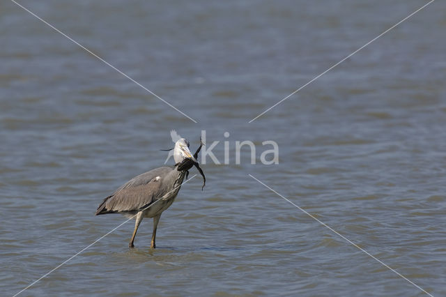 Blauwe Reiger (Ardea cinerea)