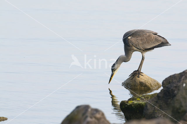 Blauwe Reiger (Ardea cinerea)