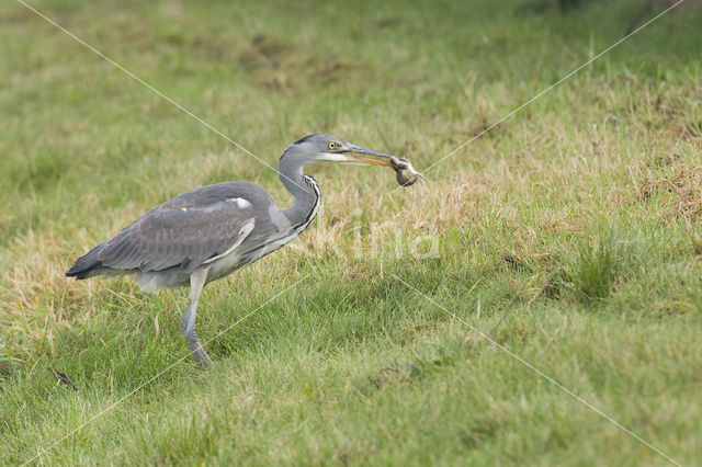 Grey Heron (Ardea cinerea)