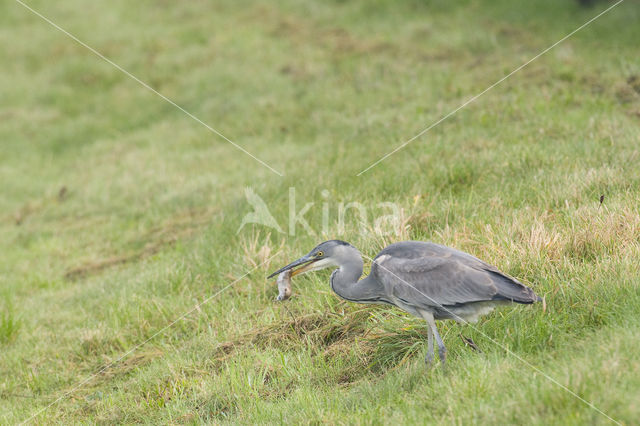 Grey Heron (Ardea cinerea)