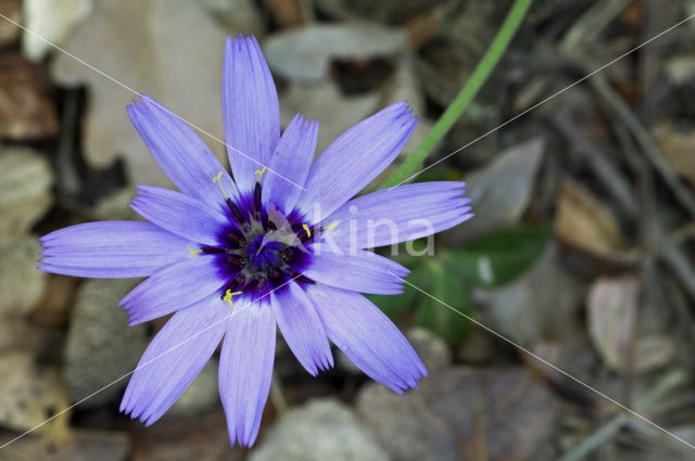 Blauwe sla (Lactuca perennis)