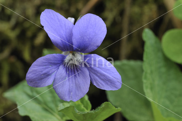 Bleeksporig bosviooltje (Viola riviniana)