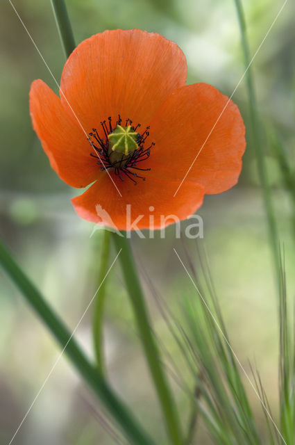 Bleke klaproos (Papaver dubium)