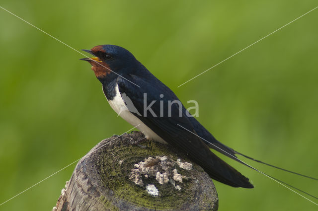 Barn Swallow (Hirundo rustica)