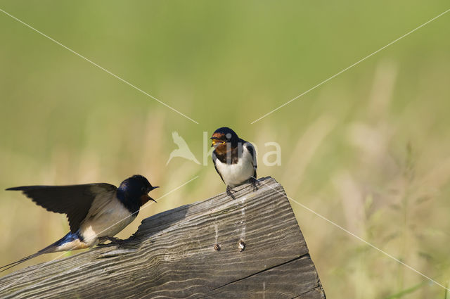 Boerenzwaluw (Hirundo rustica)