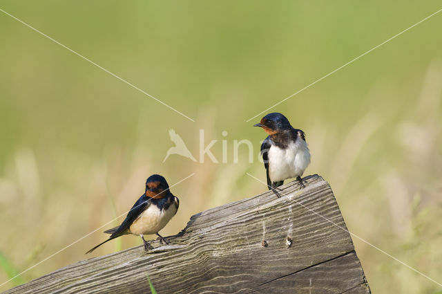 Boerenzwaluw (Hirundo rustica)