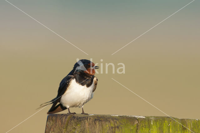 Boerenzwaluw (Hirundo rustica)