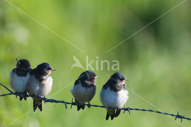 Boerenzwaluw (Hirundo rustica)