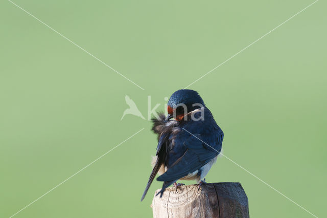 Barn Swallow (Hirundo rustica)