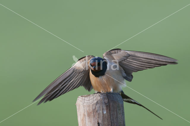 Boerenzwaluw (Hirundo rustica)