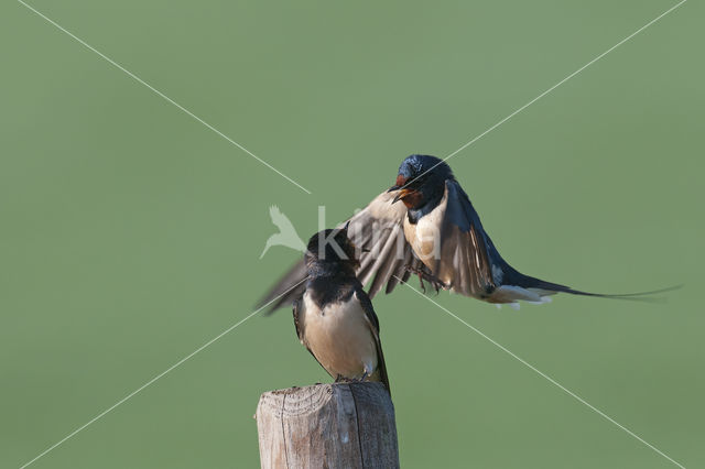 Barn Swallow (Hirundo rustica)