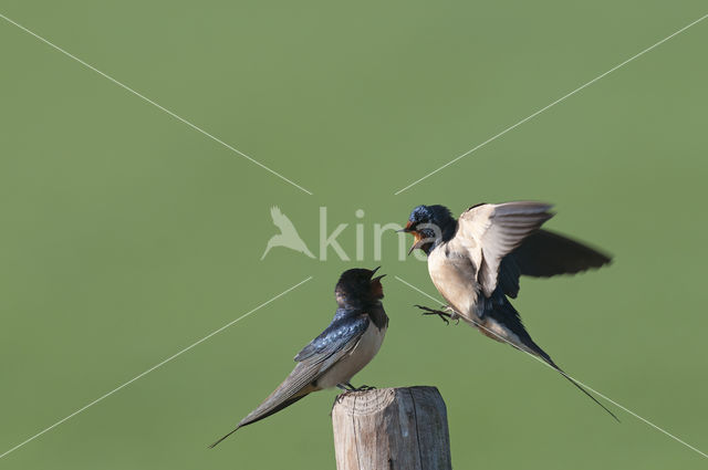 Barn Swallow (Hirundo rustica)