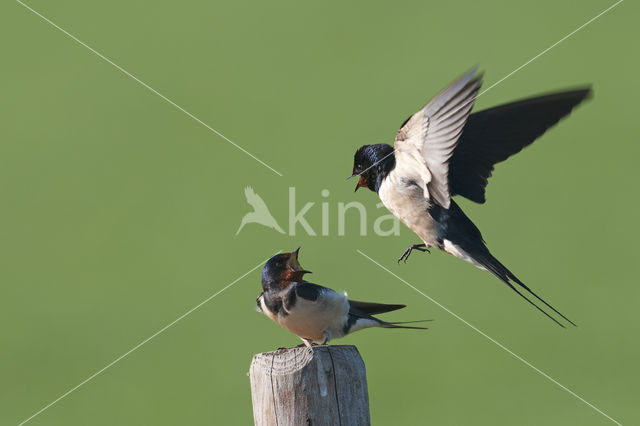 Boerenzwaluw (Hirundo rustica)