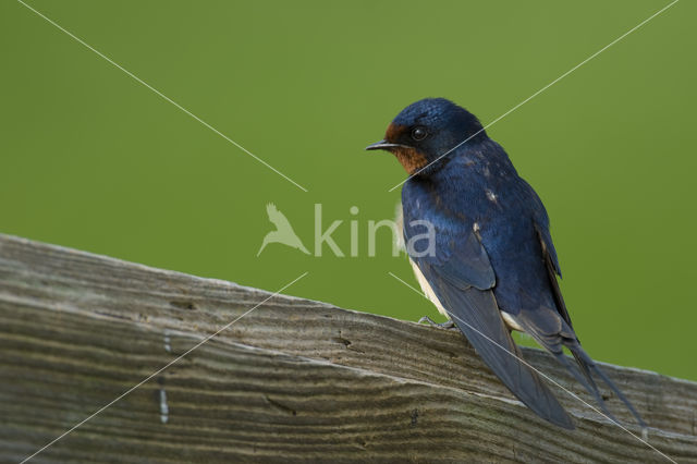 Boerenzwaluw (Hirundo rustica)