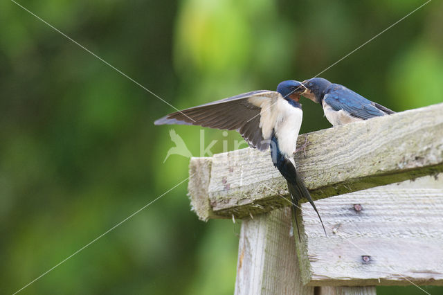 Boerenzwaluw (Hirundo rustica)