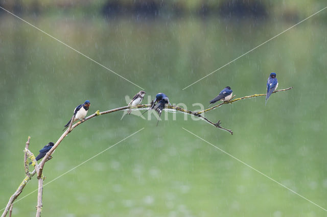 Boerenzwaluw (Hirundo rustica)