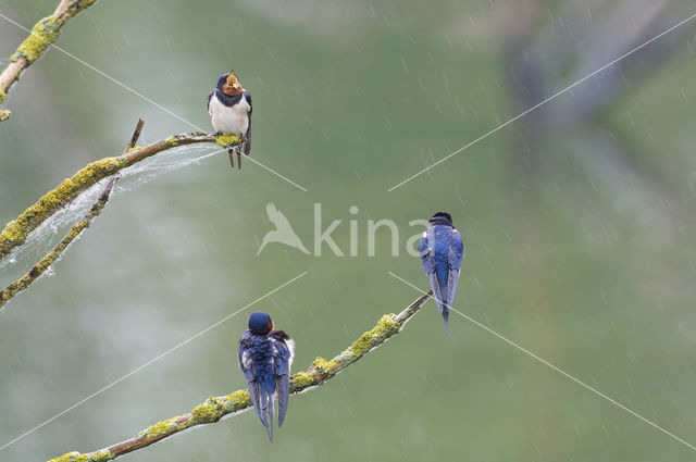 Barn Swallow (Hirundo rustica)