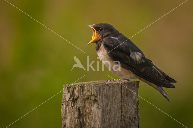 Barn Swallow (Hirundo rustica)