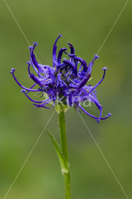 round-headed rampion (Phyteuma orbiculare)