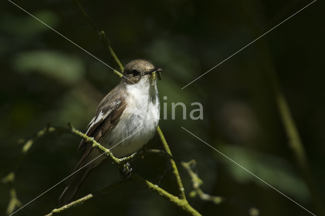 European Pied Flycatcher (Ficedula hypoleuca)