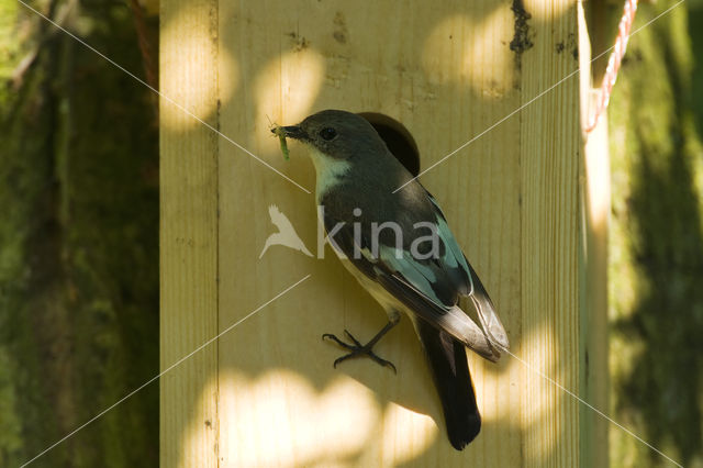 Bonte Vliegenvanger (Ficedula hypoleuca)