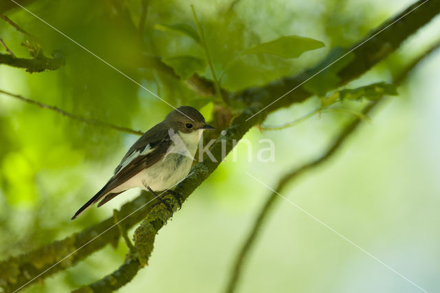 European Pied Flycatcher (Ficedula hypoleuca)