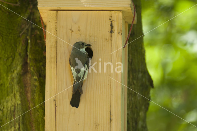 Bonte Vliegenvanger (Ficedula hypoleuca)