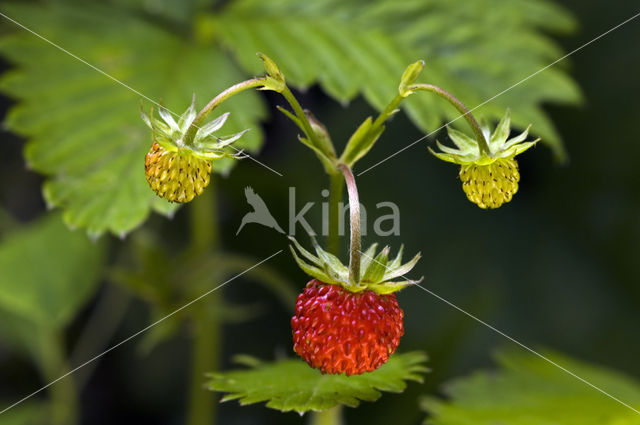 Bosaardbei (Fragaria vesca)