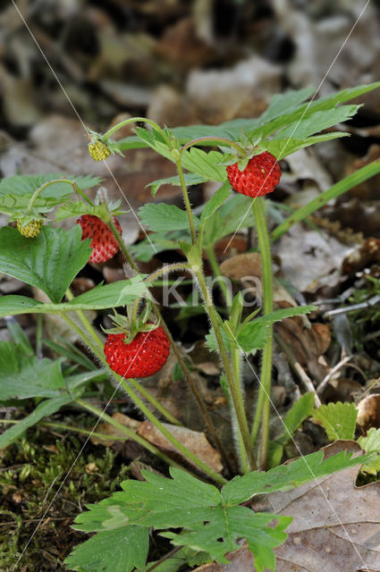 Bosaardbei (Fragaria vesca)