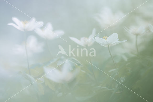Wood Anemone (Anemone nemorosa)