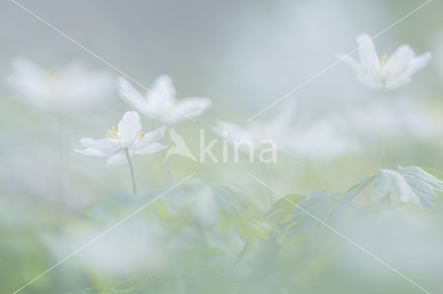 Wood Anemone (Anemone nemorosa)