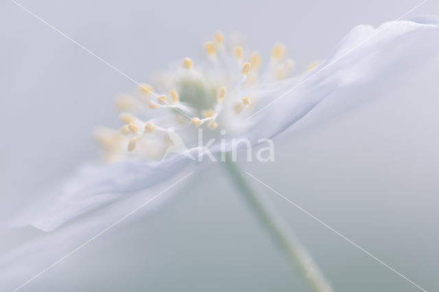 Wood Anemone (Anemone nemorosa)