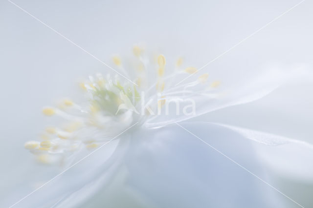 Wood Anemone (Anemone nemorosa)