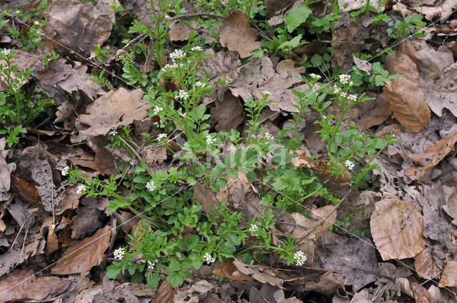 Wood Bitter-cress