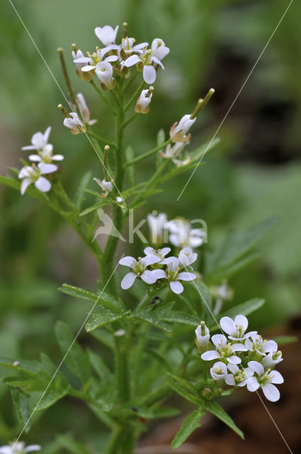 Wood Bitter-cress