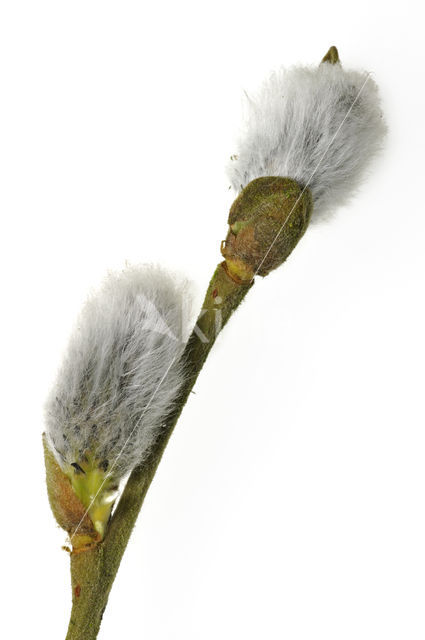 Pussy Willow