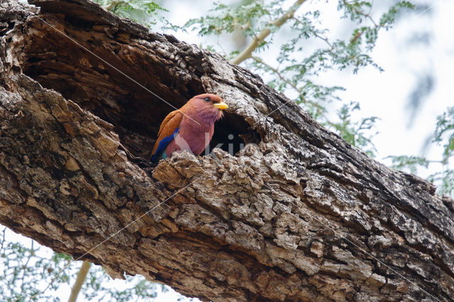 Breedbekscharrelaar (Eurystomus glaucurus)