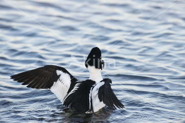 Common Goldeneye (Bucephala clangula)