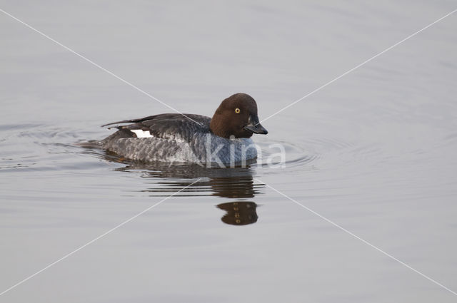 Common Goldeneye (Bucephala clangula)
