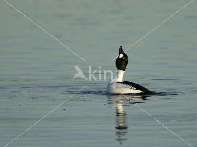 Common Goldeneye (Bucephala clangula)