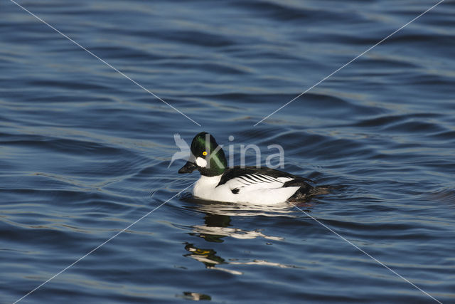 Common Goldeneye (Bucephala clangula)