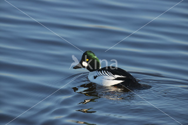 Common Goldeneye (Bucephala clangula)