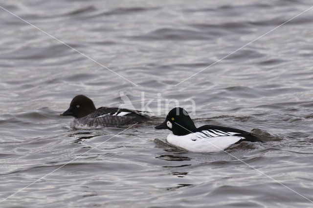 Common Goldeneye (Bucephala clangula)