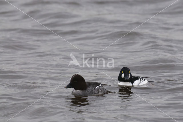 Common Goldeneye (Bucephala clangula)