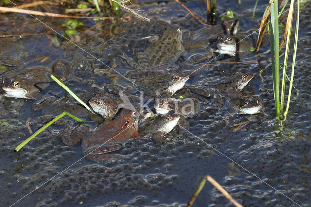 Common Frog (Rana temporaria)