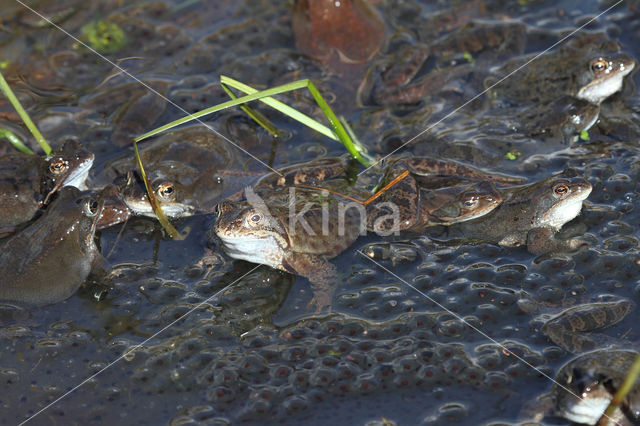 Common Frog (Rana temporaria)