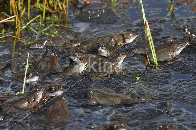 Bruine kikker (Rana temporaria)